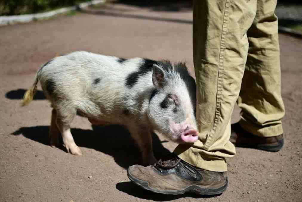 cuidados básicos de un cerdo vietnamita