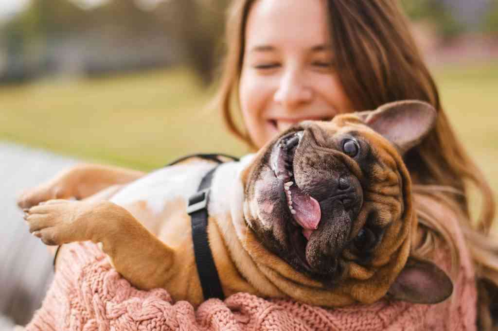 Valencia acogerá este fin de semana Famas Fest, el primer festival para mascotas