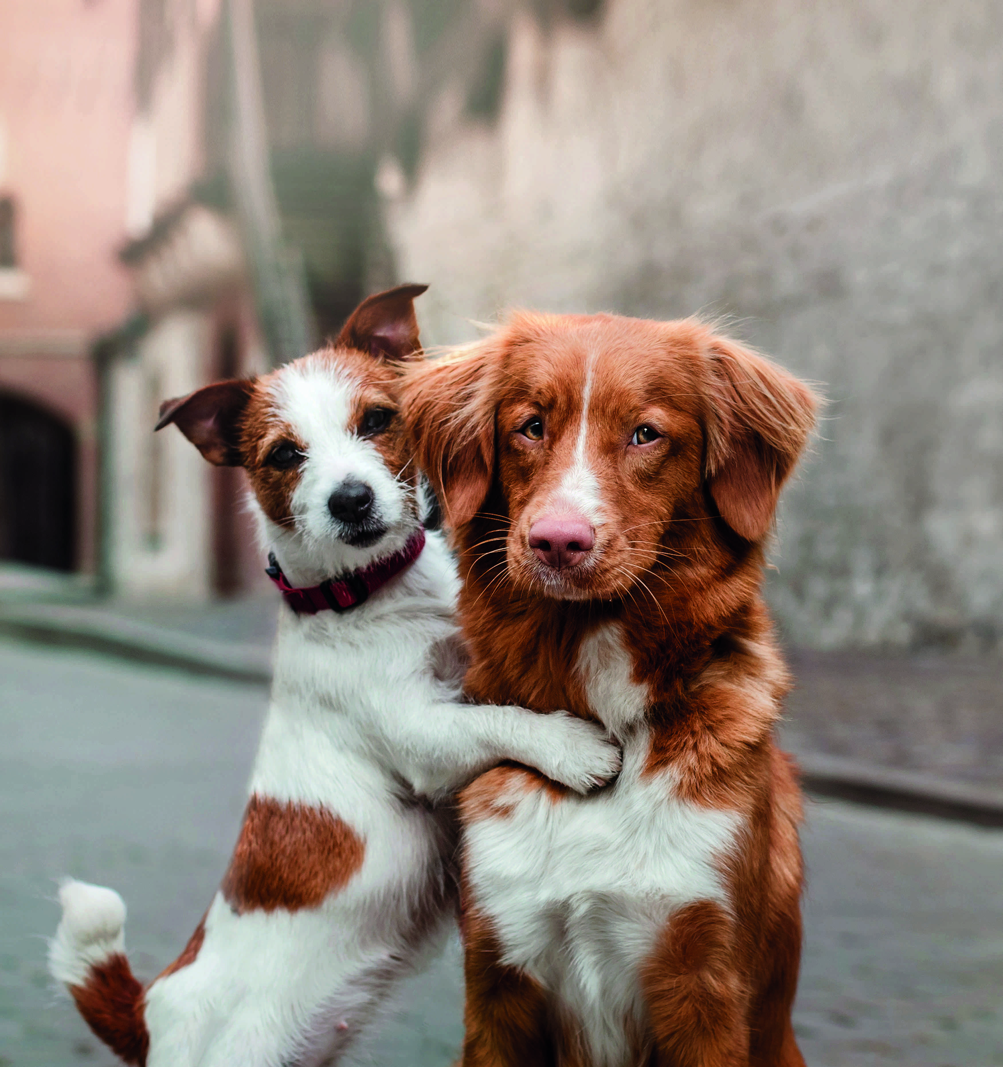 perros desparasita2