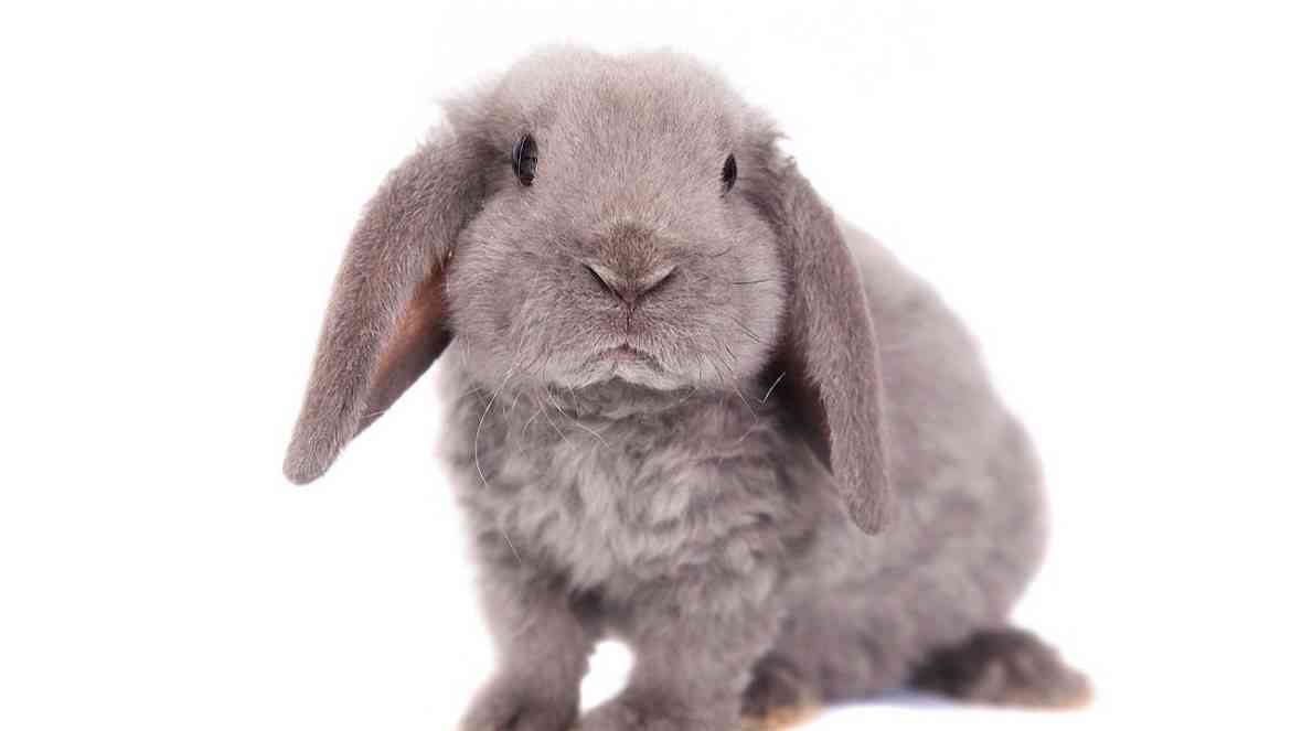 take care of a rabbit at home