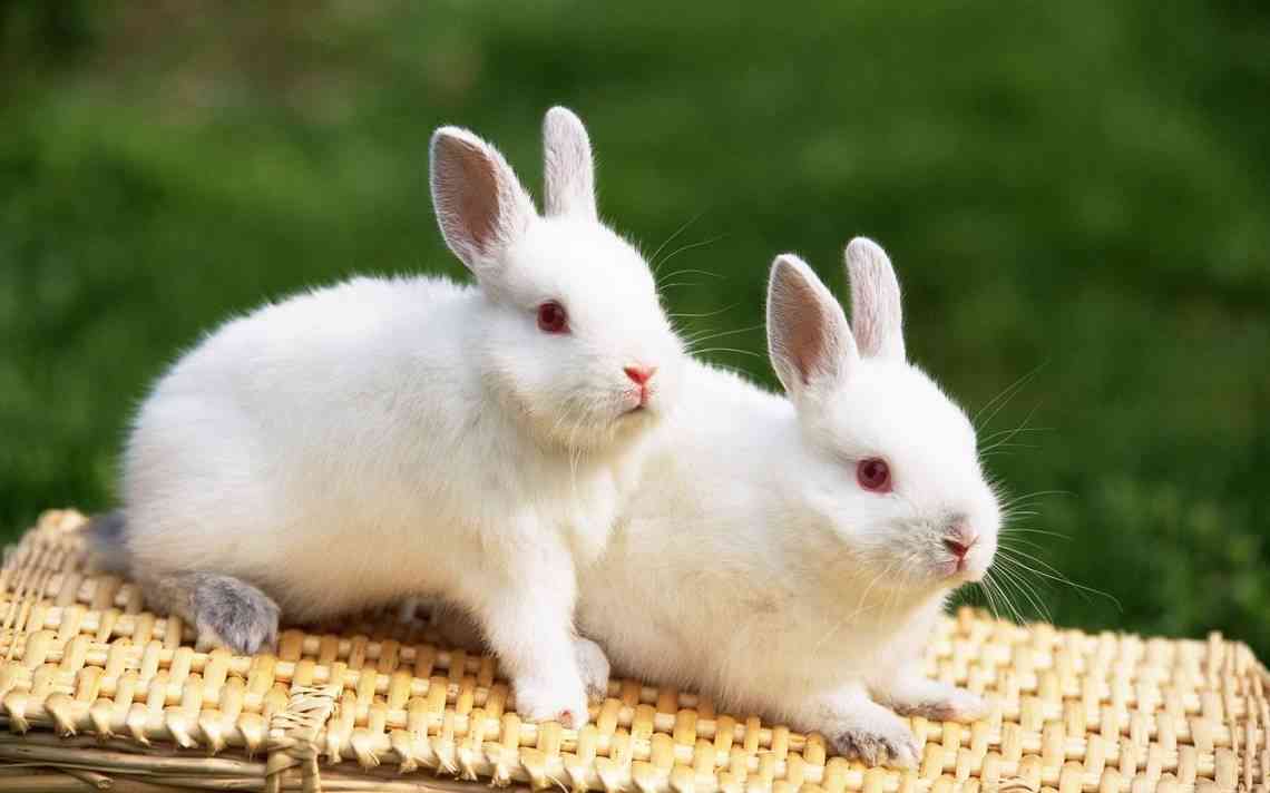 caring for a rabbit at home