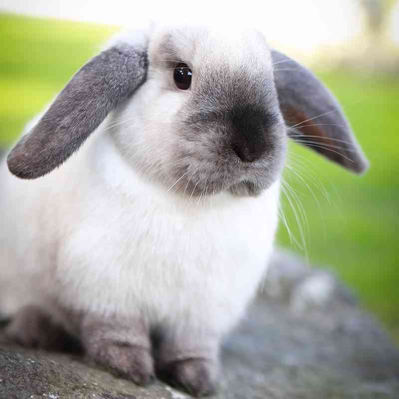 take care of a rabbit at home