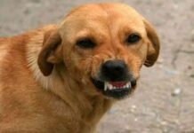 lenguaje de los perros 2