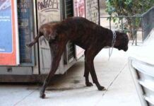 lenguaje de los perros 3