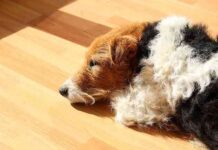 falta de calcio perros 4