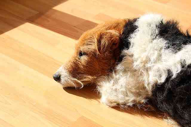 falta de calcio perros 4