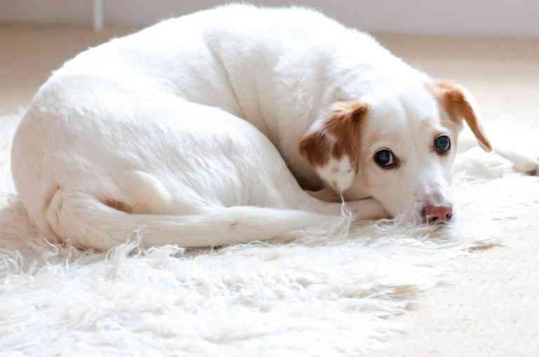 Las mejores ofertas del comparador de seguros para mascotas de Ofertas 10 Mascotas Las mejores ofertas del comparador de seguros para mascotas de Ofertas 10 Mascotas