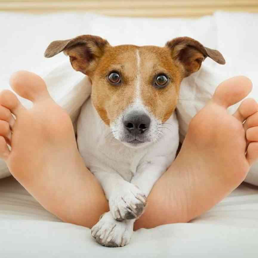 Feet dog