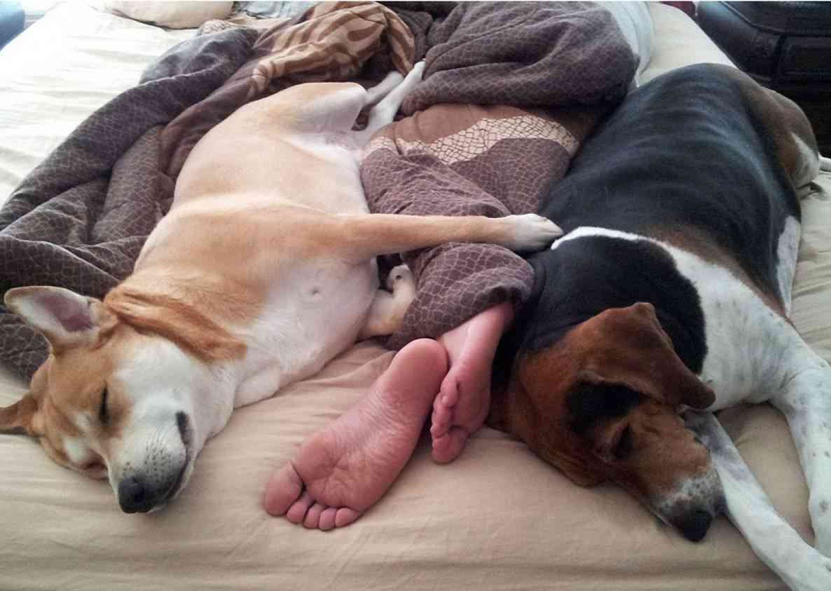  dog sleeps with you 