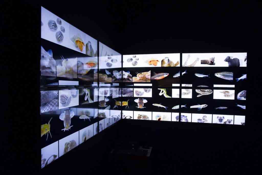 LG colabora con la exposición “Photo Ark”sobre la extinción de las especies