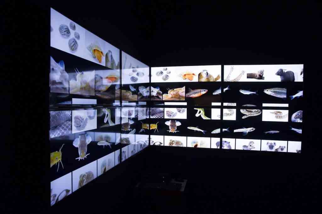 photo ark 1