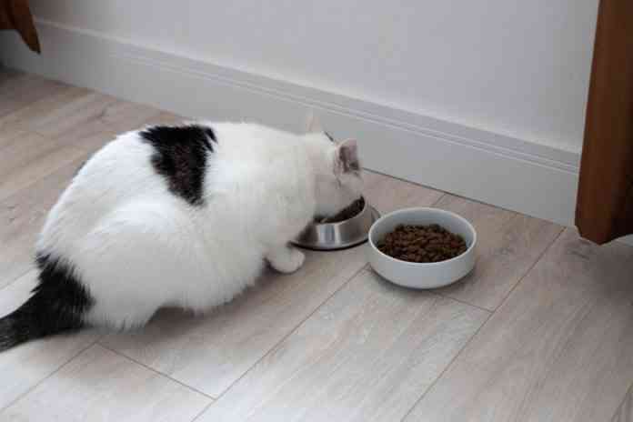 mascotas con sobrepeso