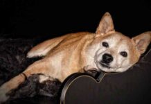 sofa descanso perros