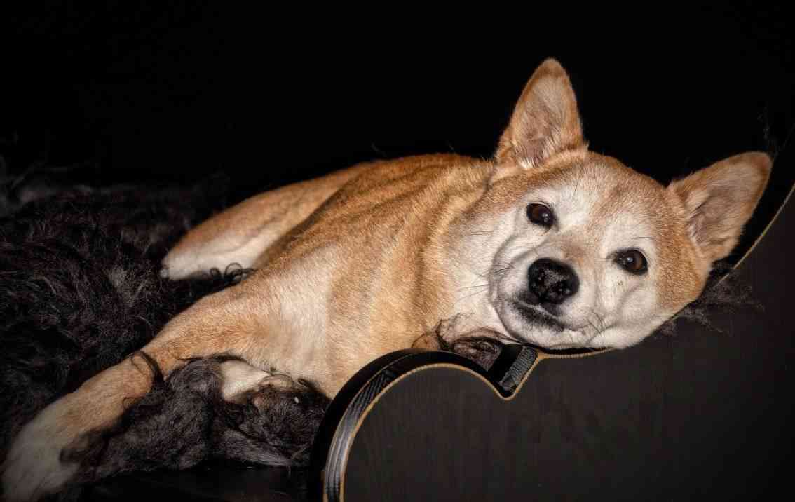 sofa descanso perros