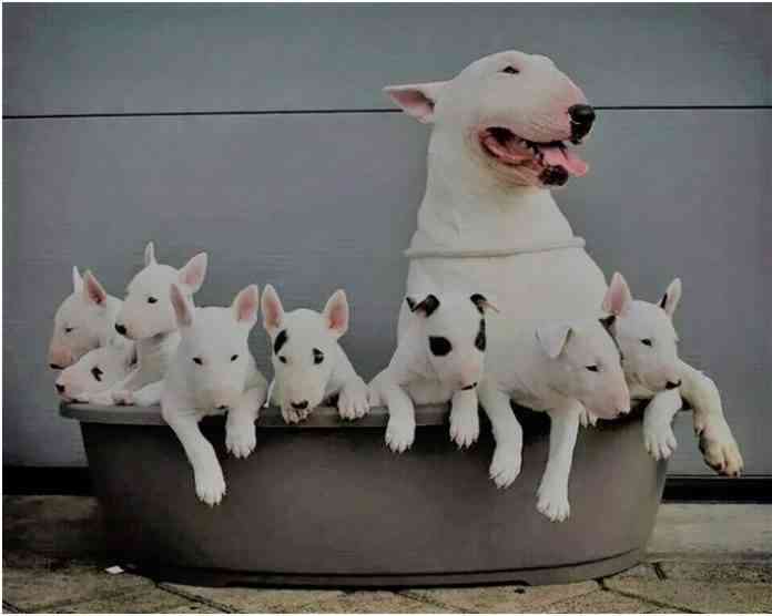 Bull Terrier Miniatura