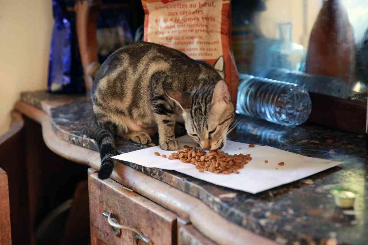 alimentacion gatos