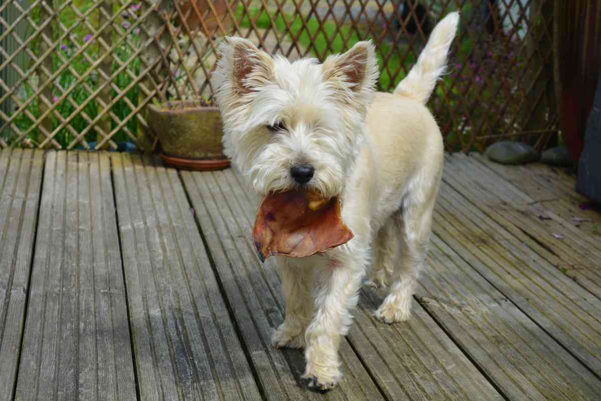 La desparasitación mensual de perros y animales domésticos es el primer paso para evitar que una plaga de pulgas y garrapatas entre en nuestro hogar este verano