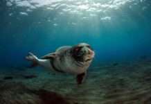 5 – Foto – Nuno Sá