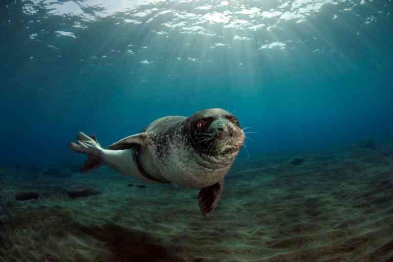 La foca monje reduce su riesgo de extinción y vislumbra esperanzas gracias a la cooperación internacional La foca monje reduce su riesgo de extinción y vislumbra esperanzas gracias a la cooperación internacional