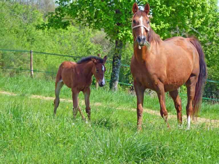 Consejos básicos para la cría de caballos