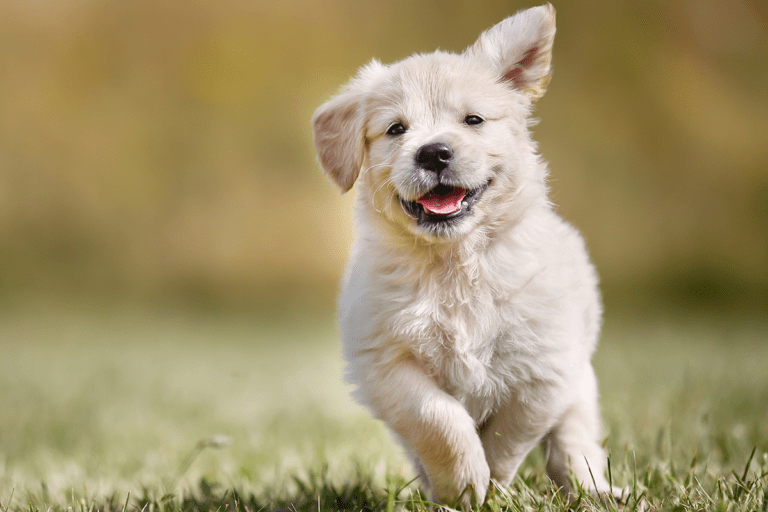 pepecos, el primer metabuscador de animales en adopción del mundo