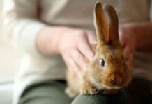 Animales domésticos: ¿Cómo cuidar a un conejo? cuidar a un conejo