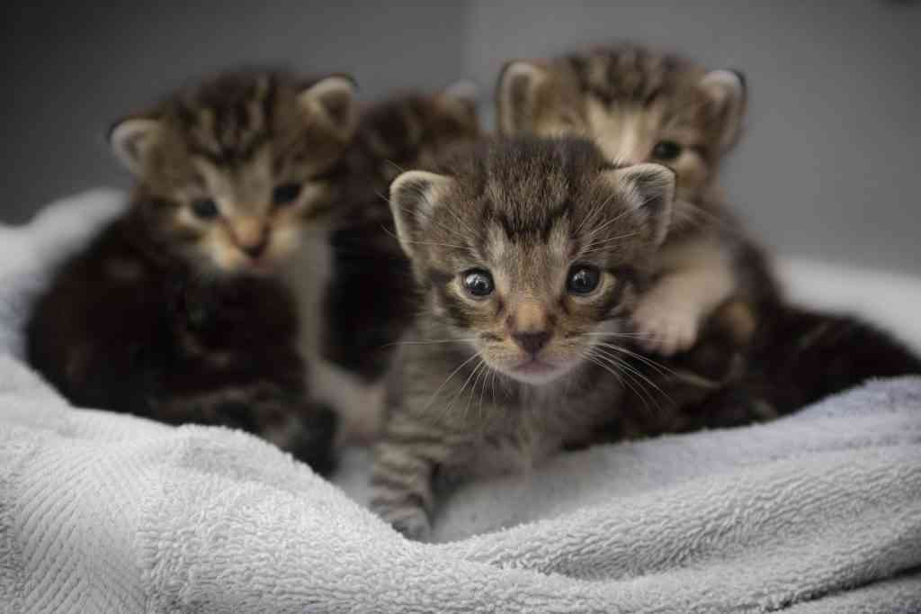 gatos cuquis