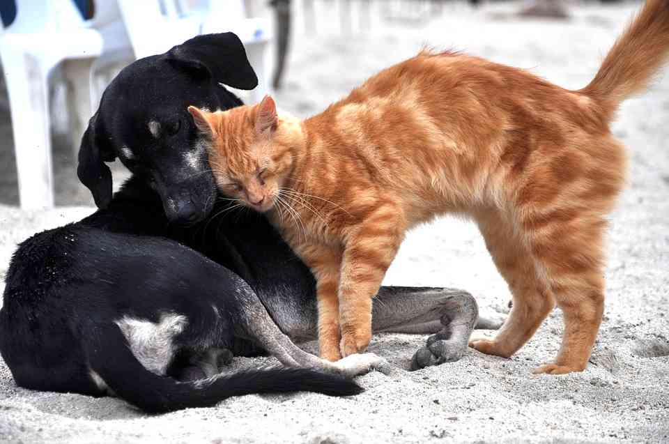 mascotas perros y gatos