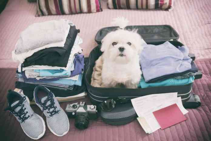 viajar con tu mascota