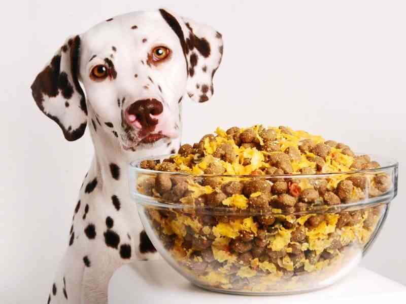 comida casera para perro