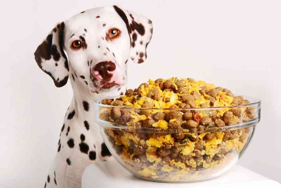Recetas de comida casera para perro. ¿Cómo