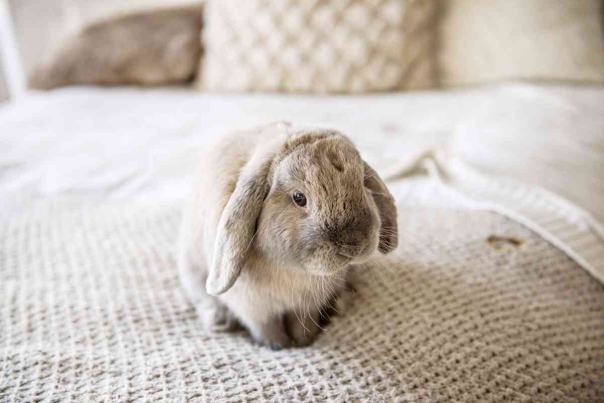 Cuidados de un conejo en épocas de frío 10 Cuidados de un conejo