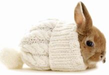 Cuidados de un conejo en épocas de frío Cuidados de un conejo