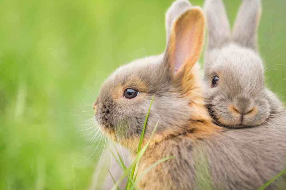 Cuidados de un conejo en épocas de frío 12 Cuidados de un conejo
