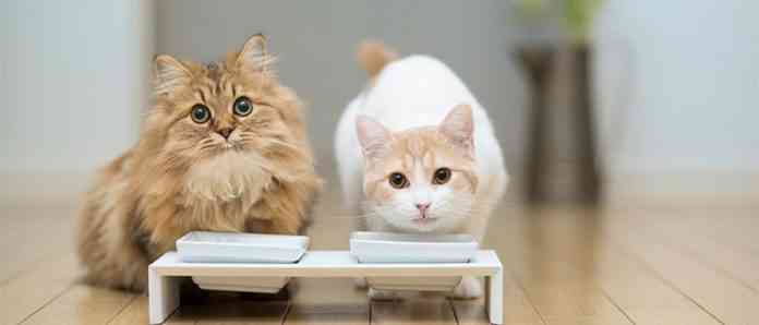 Comida casera para gatos