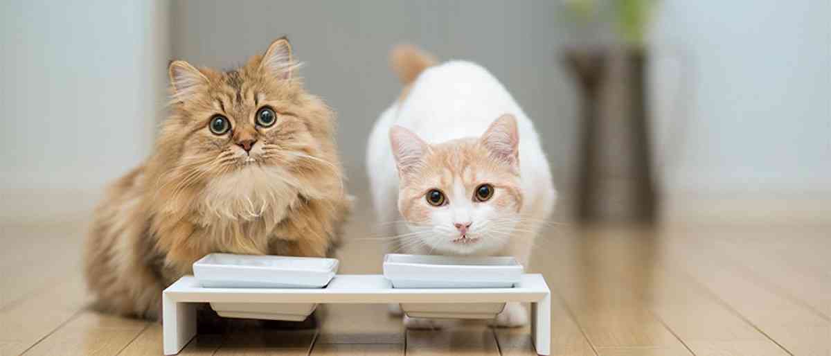 Comida casera para gatos: recetas, consejos y beneficios