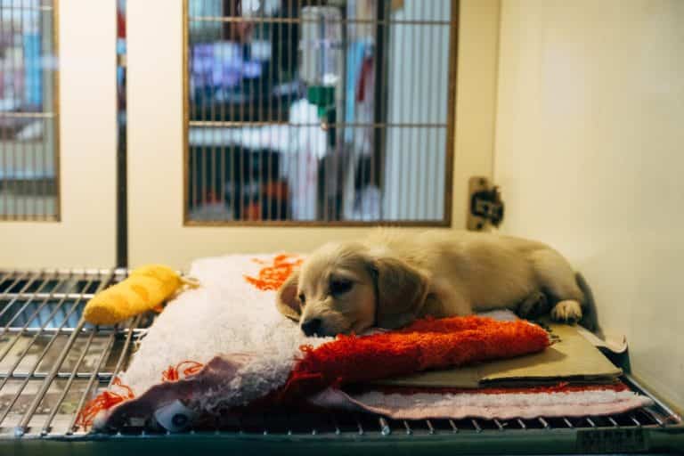 10 errores principales que cometen los dueños de perros 10 errores principales que cometen los dueños de perros