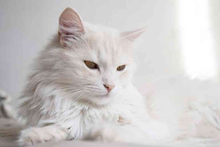 El pelaje de los gatos. Tips, consejos y mucho más El pelaje de los gatos. Tips, consejos y mucho más