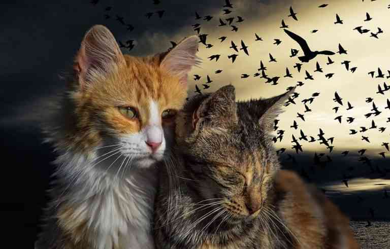 Tener gato como mascota nos puede salir muy a cuenta