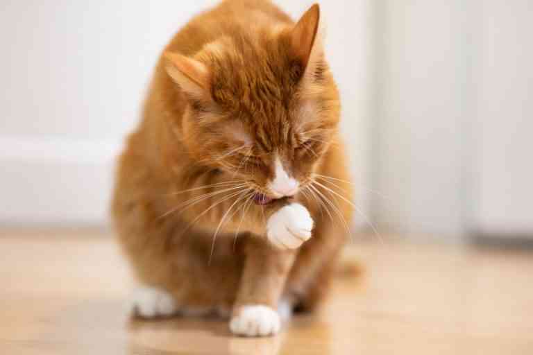 Gatos sostenibles para un mejor cuidado de ellos y del medio ambiente Gatos sostenibles para un mejor cuidado de ellos y del medio ambiente