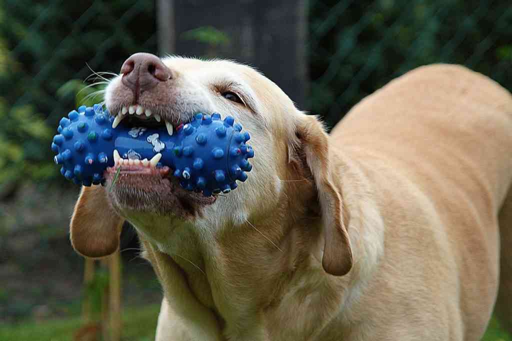 cuidado dientes perros