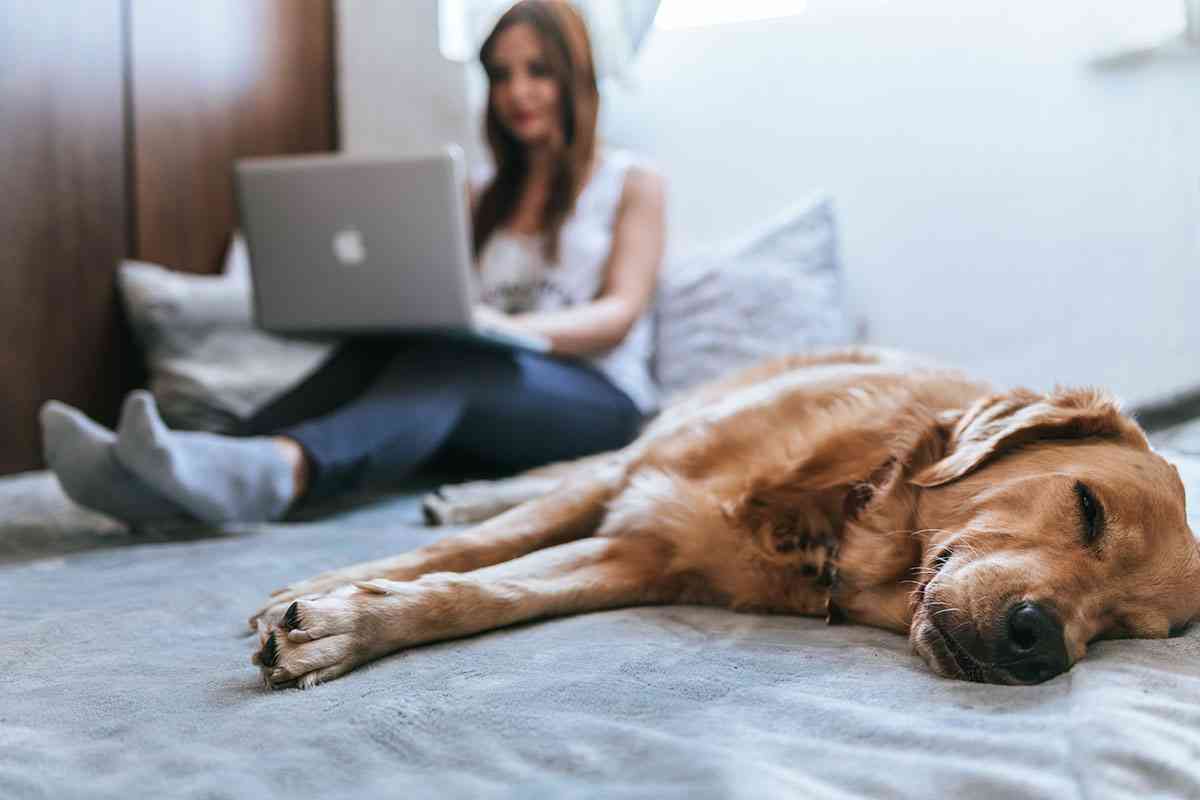 Dudas y consejos sobre mascotas en tiempos de cuarentena por el coronavirus