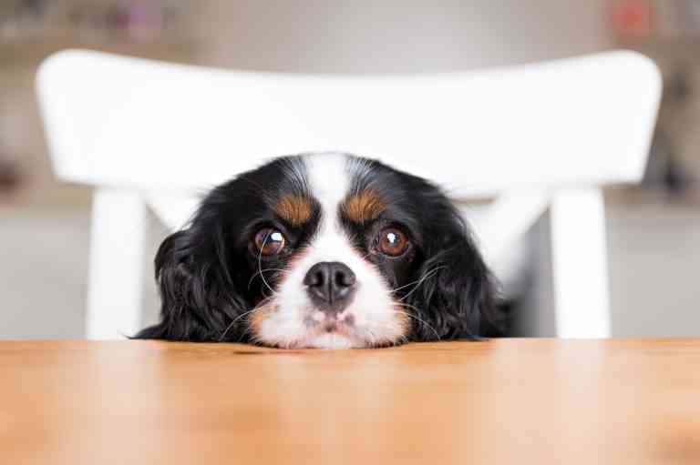 Alimentación para perros: consejos, recetas y mucho más Alimentación para perros: consejos, recetas y mucho más