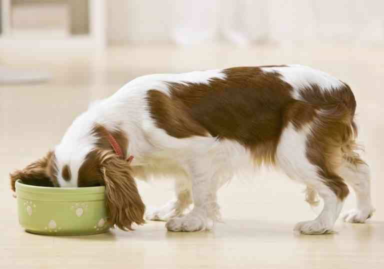 Entre el 20 y el 40% de las mascotas sufren sobrepeso u obesidad en los países desarrollados Entre el 20 y el 40% de las mascotas sufren sobrepeso u obesidad en los países desarrollados