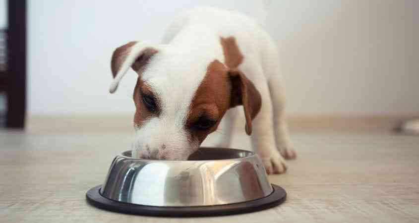 Alimentación para perros
