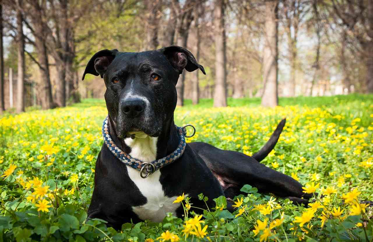 mascotas en primavera