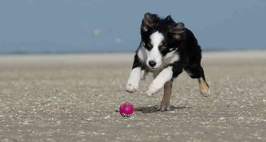 Dog's Toys