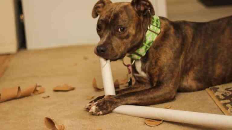 Conoce las razas de perro más buscadas por los españoles Conoce las razas de perro más buscadas por los españoles