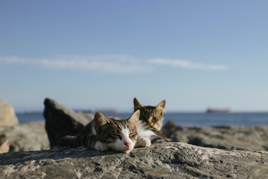 gatos en verano 2 1