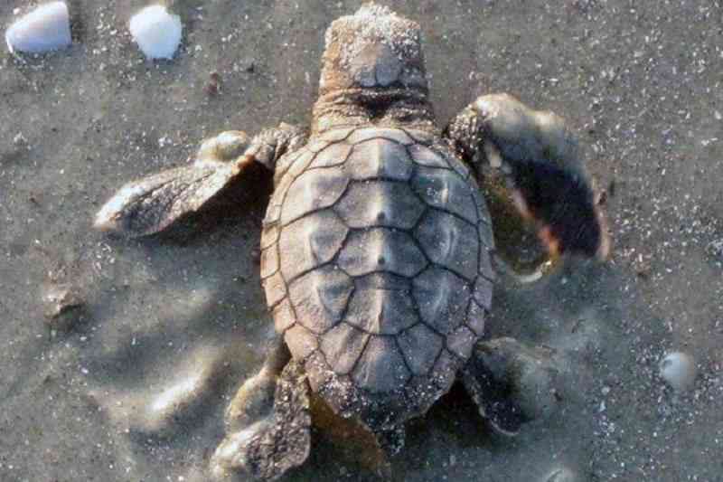 Curiosidades de las tortugas que no sabías 2 Curiosidades de las tortugas